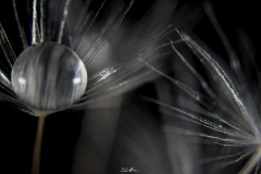 Goccia-BW_01