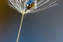 dandelion-v_01